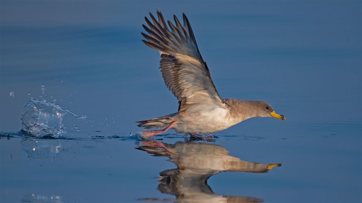 Scopoli`s Shearwater