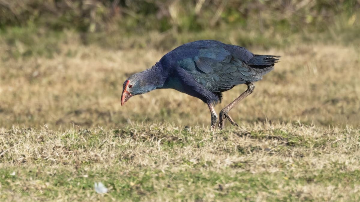Grey-headed Swamphen