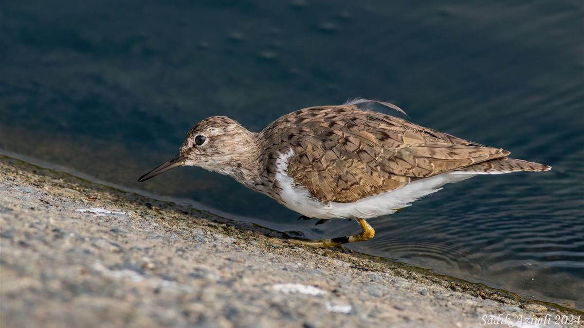 Common Sandpiper