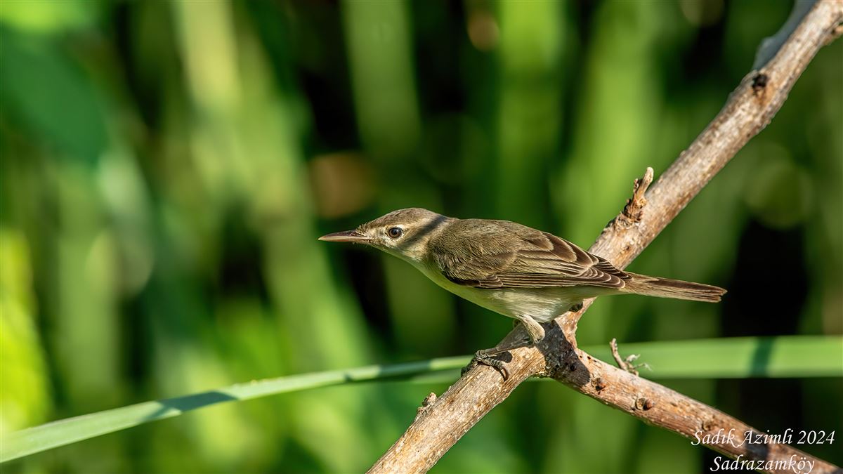 Eastern Olivaceous Warbler