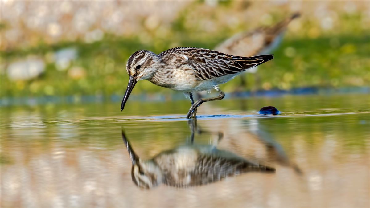 Broad-billed Sandpiper