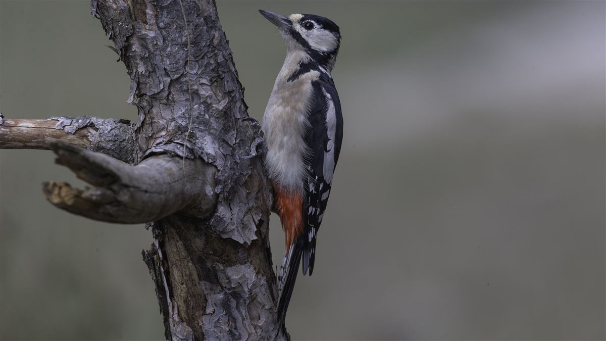 Great Spotted Woodpecker