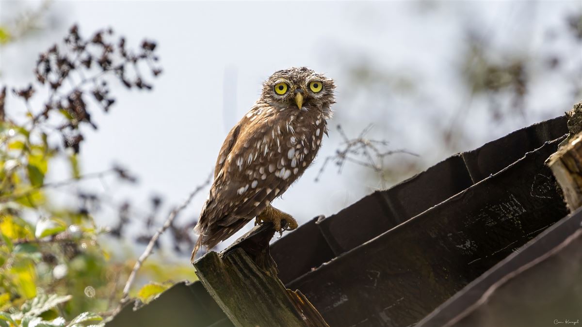 Little Owl