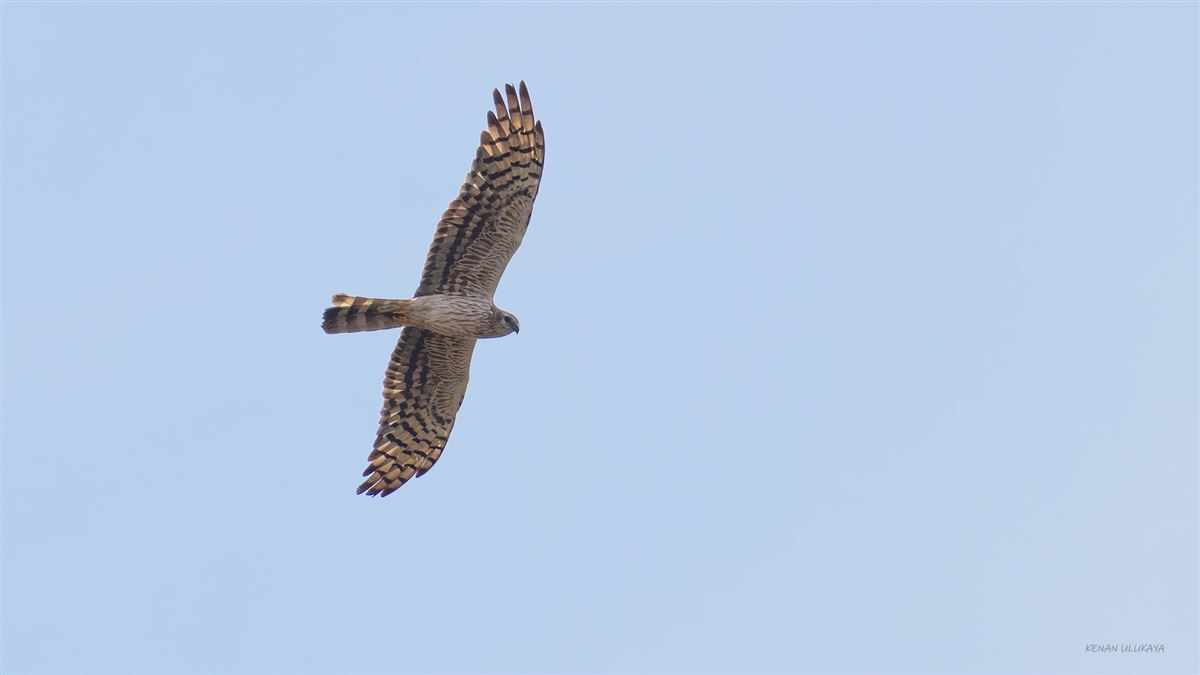 Montagu`s Harrier