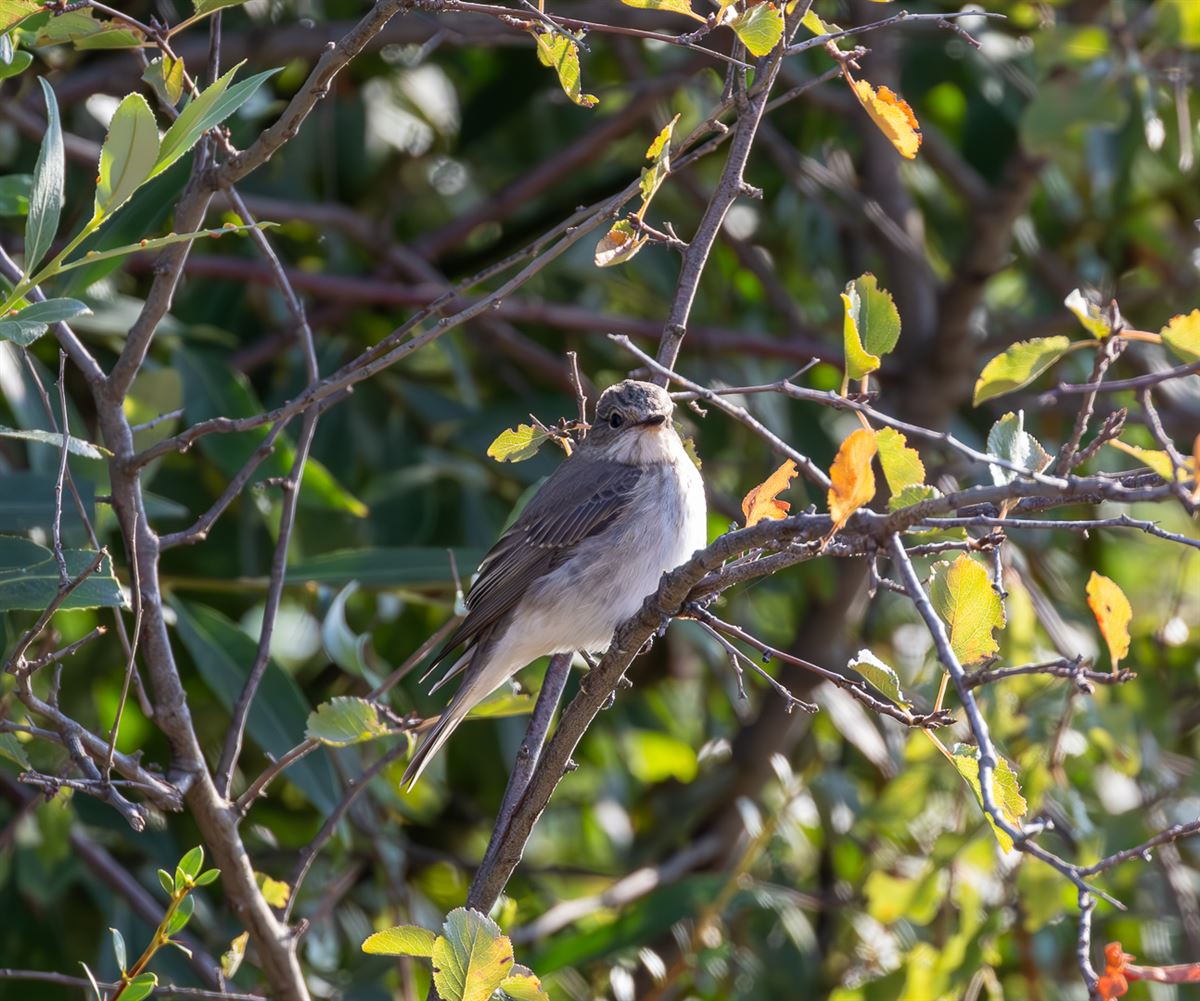 Spotted Flycatcher