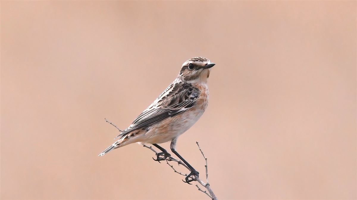 Whinchat