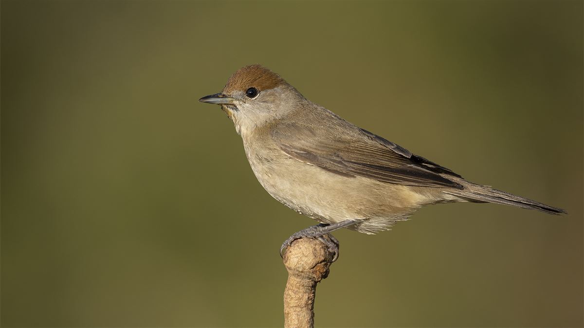 Eurasian Blackcap