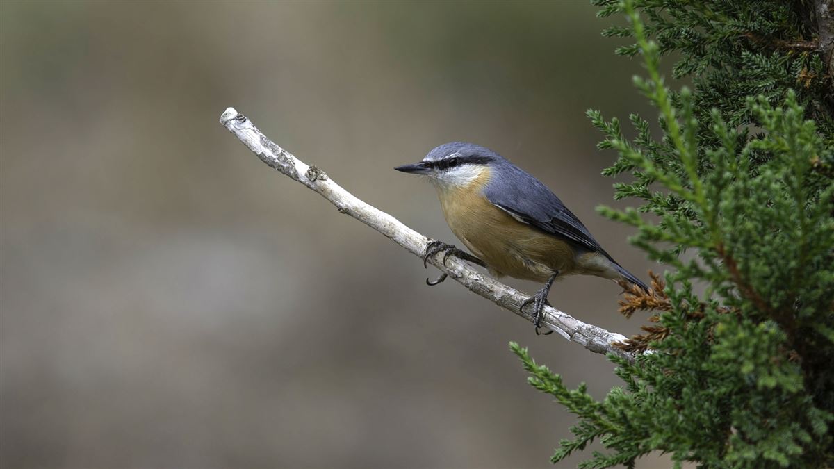 Eurasian Nuthatch