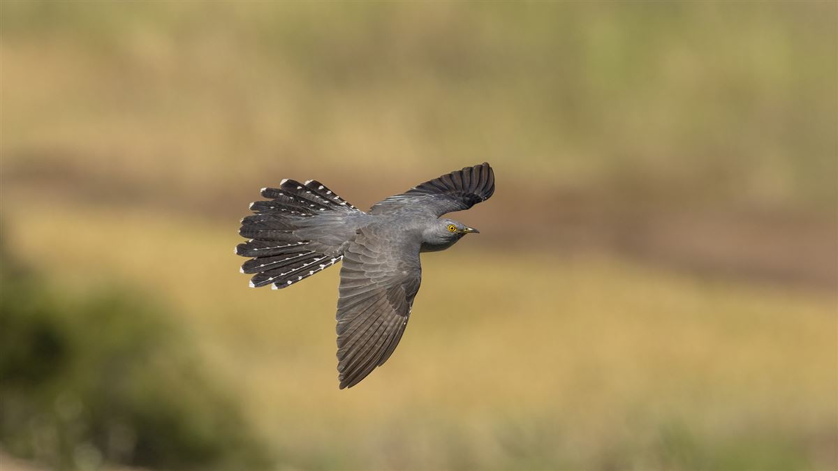 Common Cuckoo