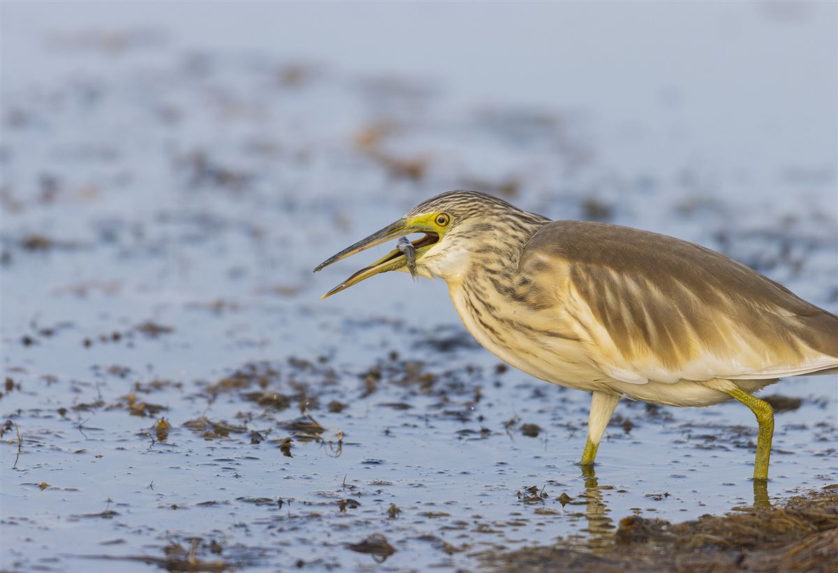 Squacco Heron