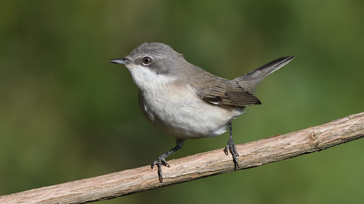 Lesser Whitethroat