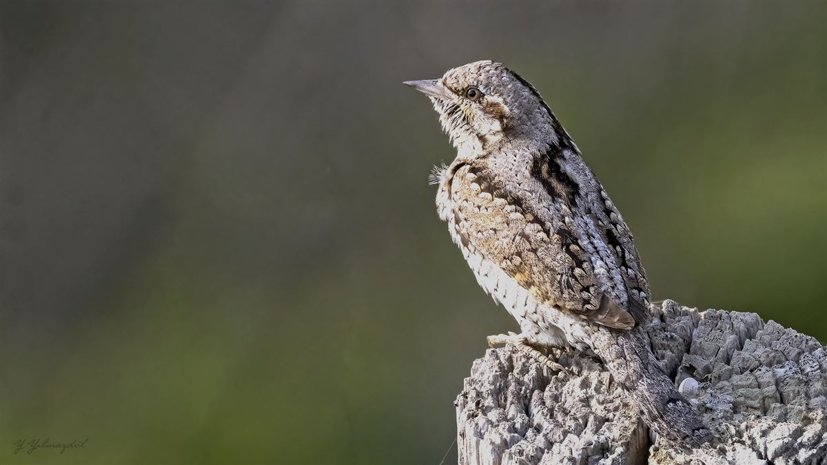 Eurasian Wryneck