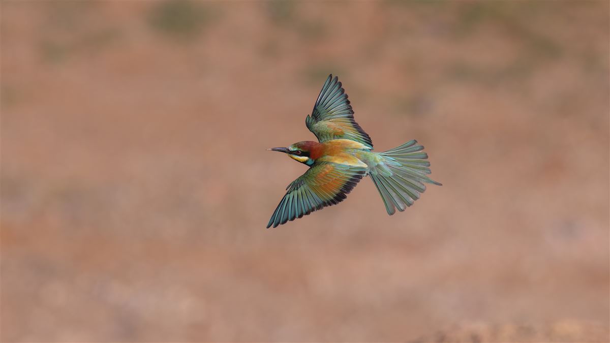 European Bee-eater