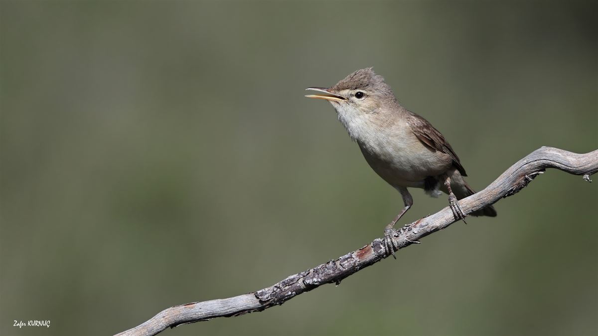 Eastern Olivaceous Warbler