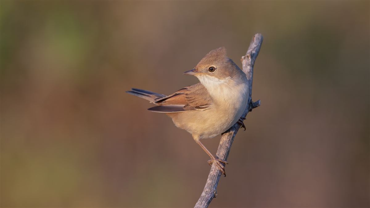 Common Whitethroat