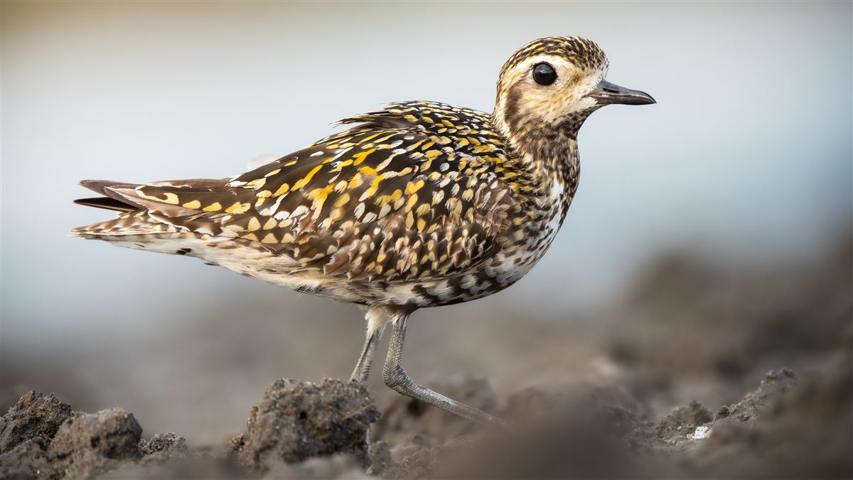 Pacific Golden Plover