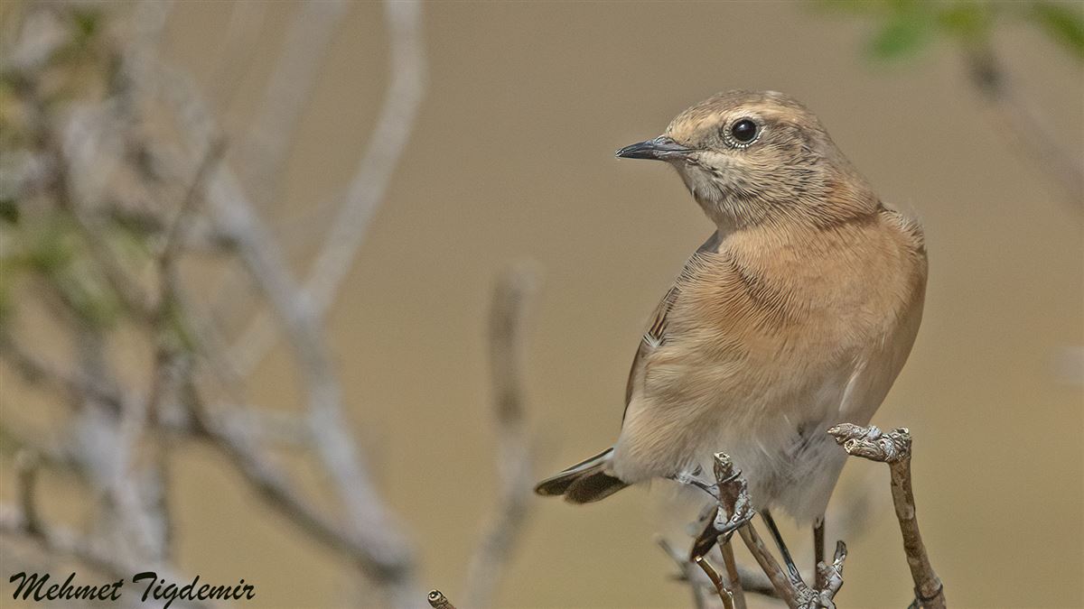 Black-eared Wheatear