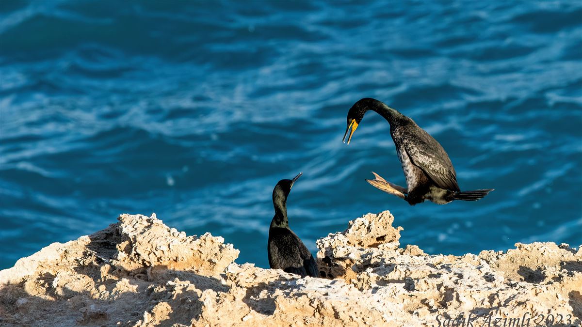 European Shag