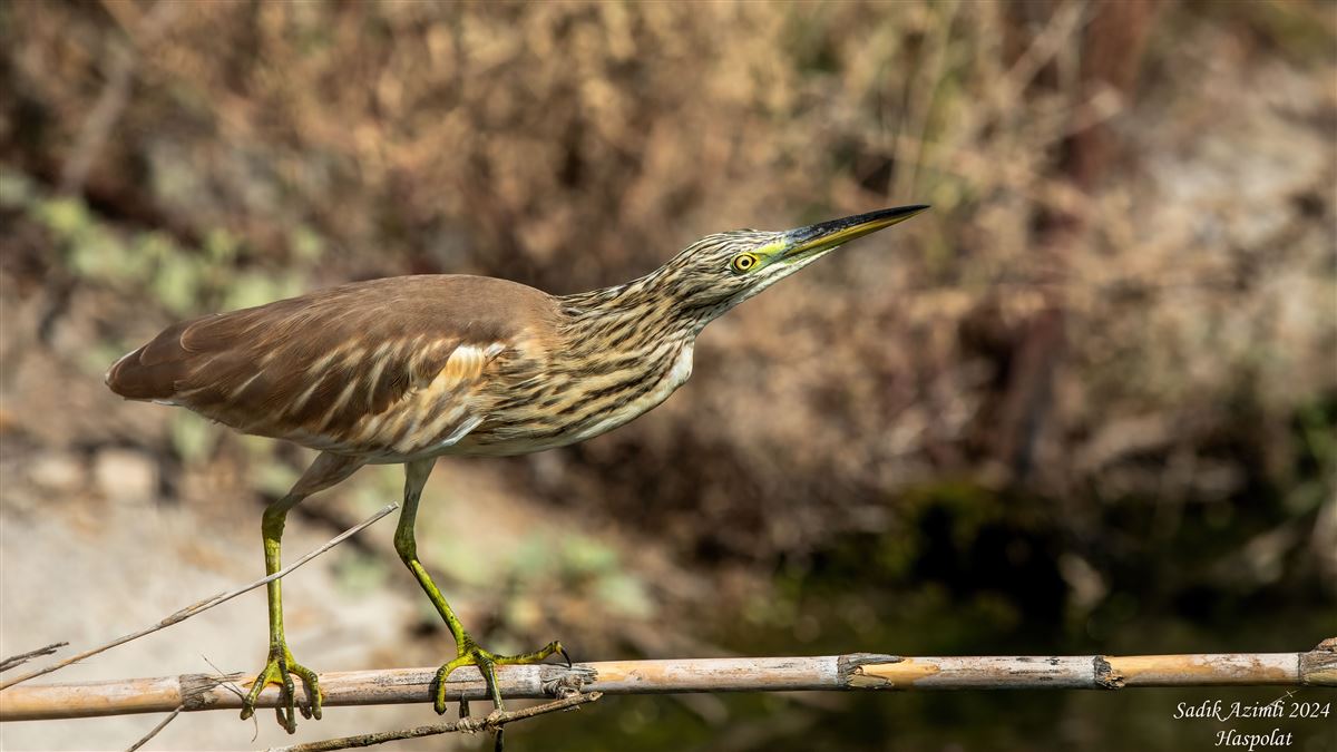 Squacco Heron