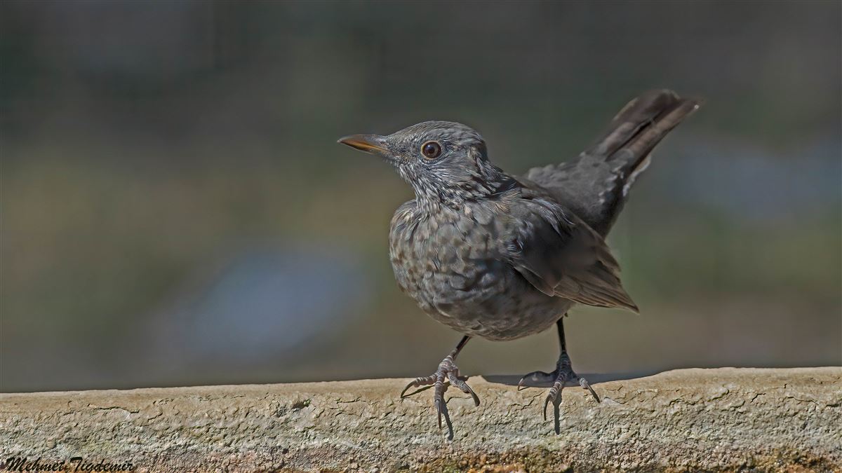 Common Blackbird