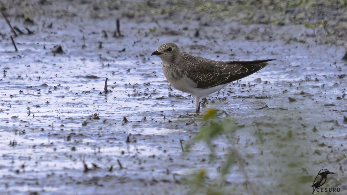 Black-winged Pratincole
