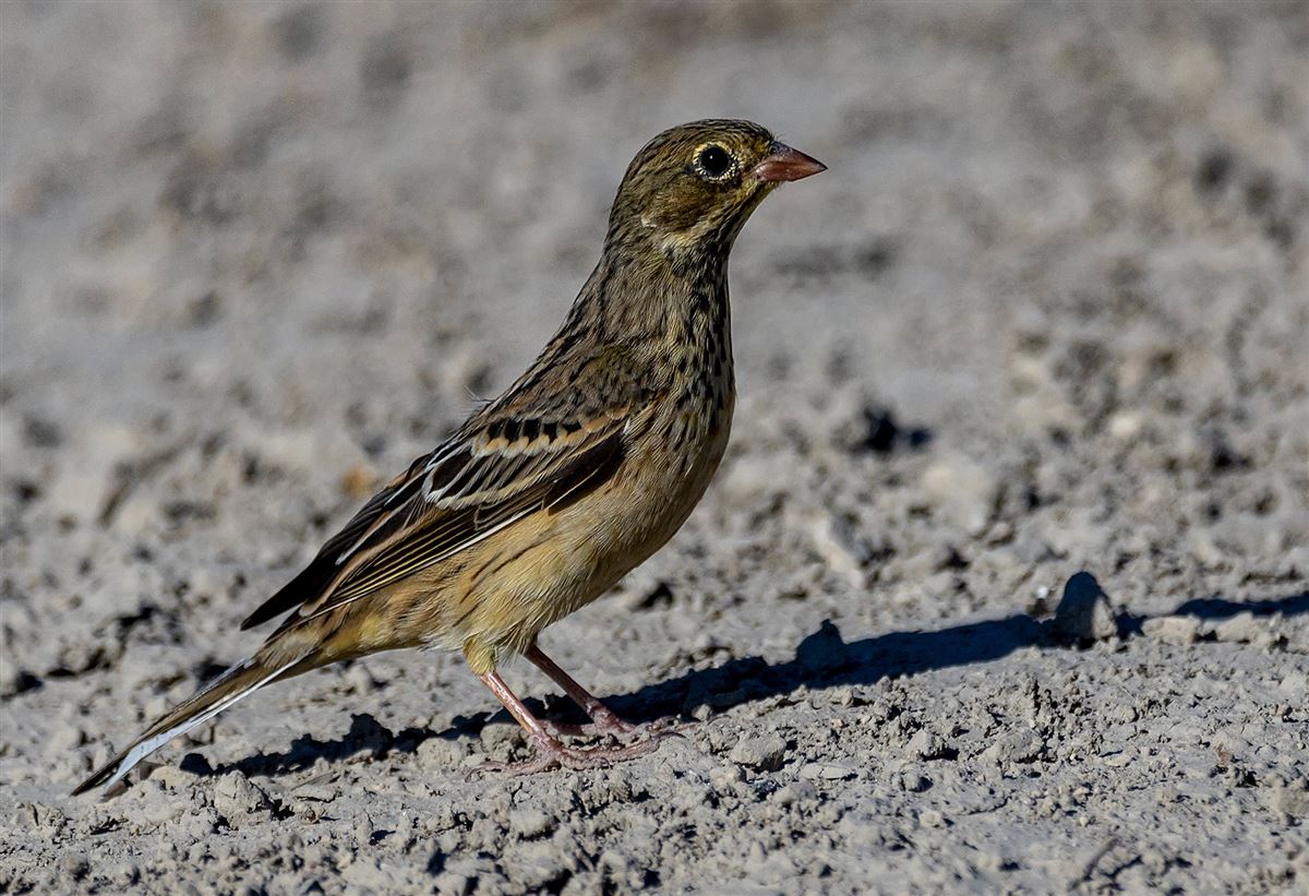 Ortolan Bunting