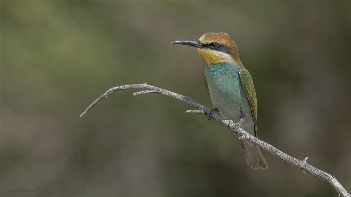 European Bee-eater
