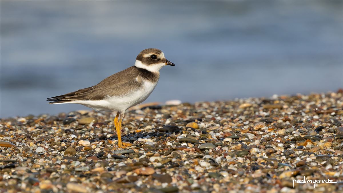 Common Ringed Plover