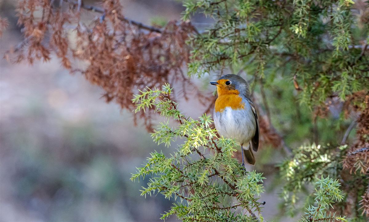 European Robin
