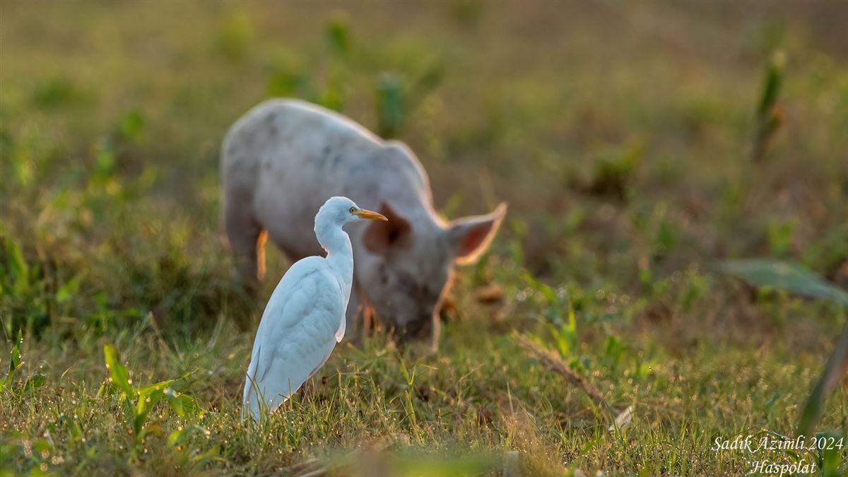 Western Cattle Egret