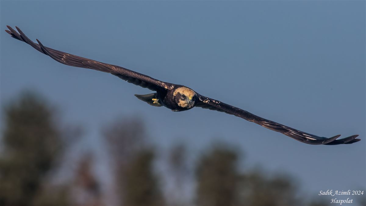 Western Marsh Harrier