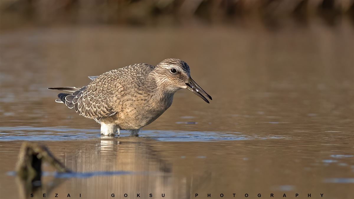 Red Knot