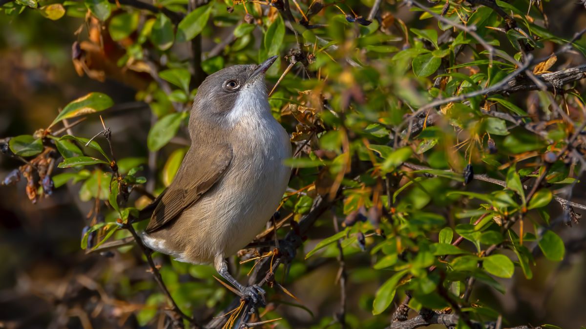 Lesser Whitethroat