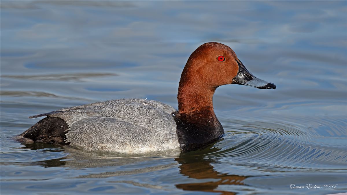 Common Pochard