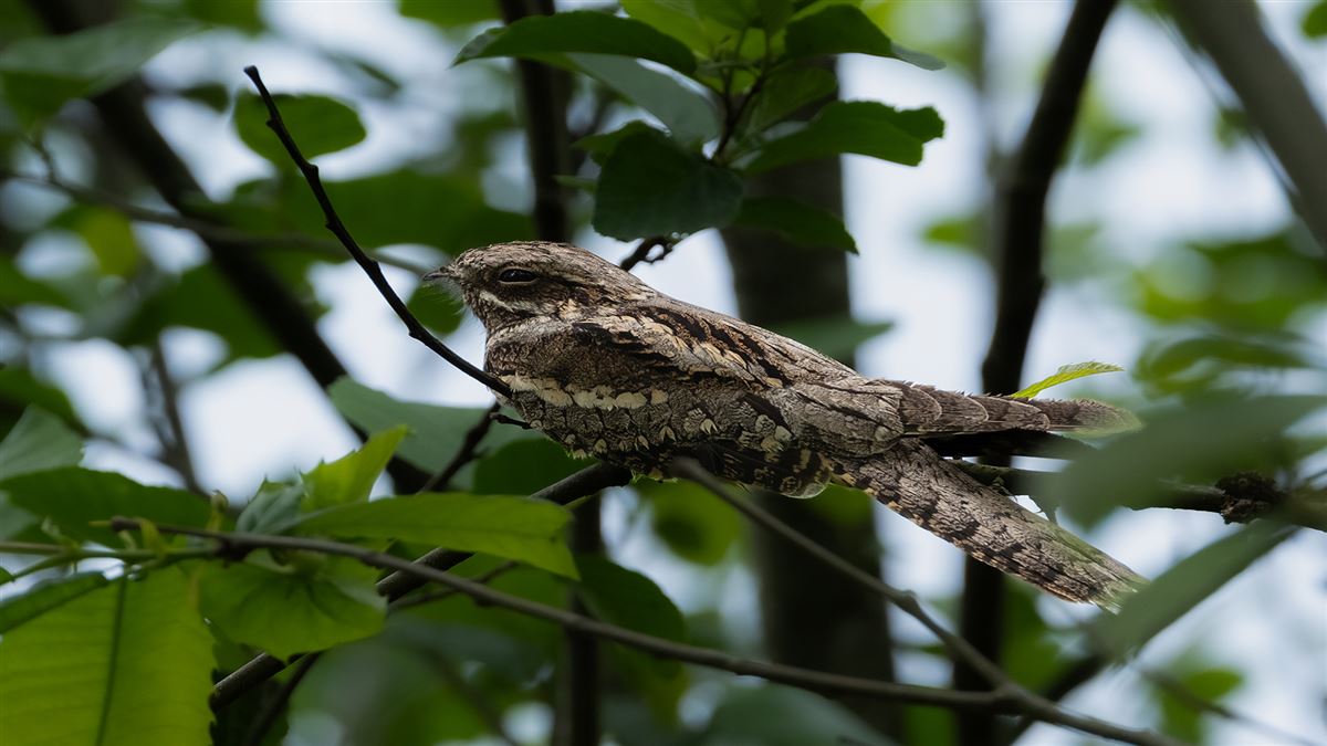 European Nightjar