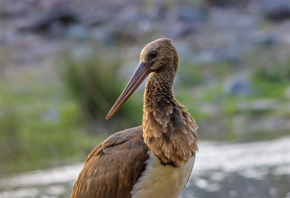 Black Stork