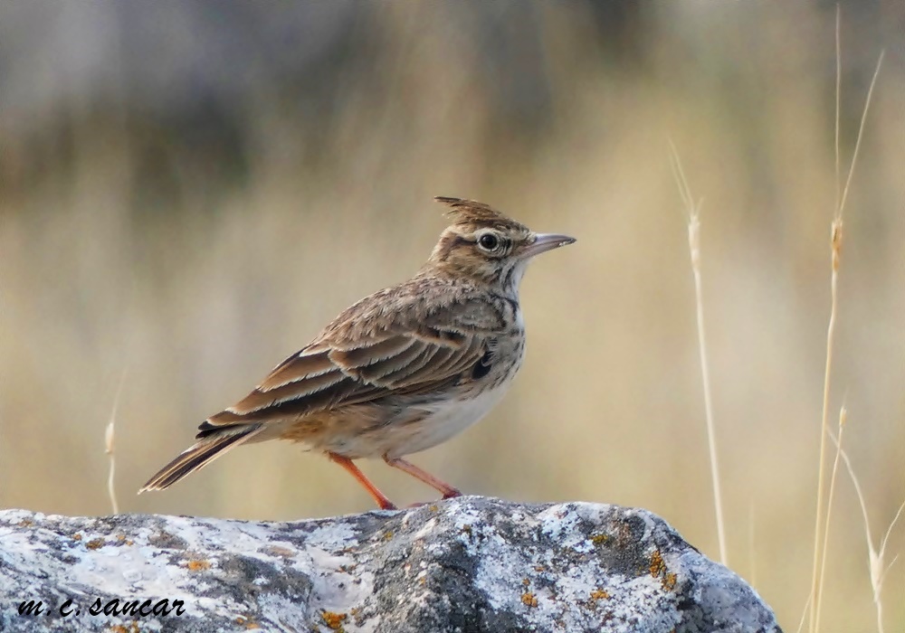 Crested Lark