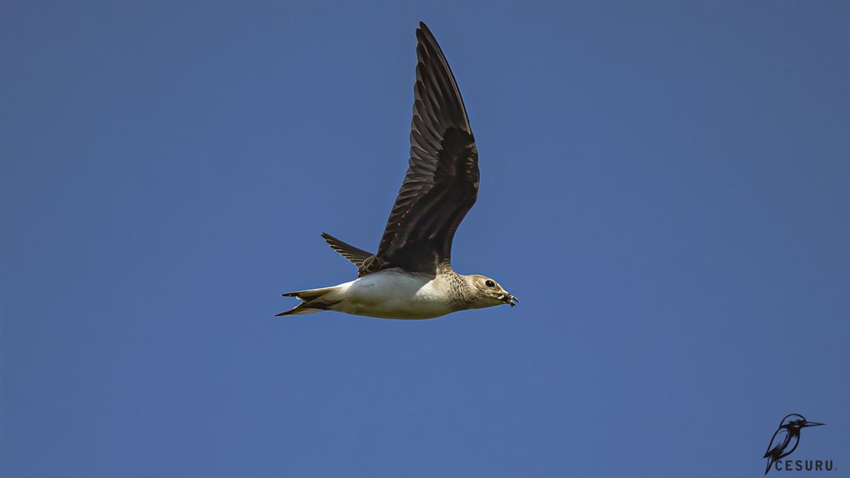 Black-winged Pratincole