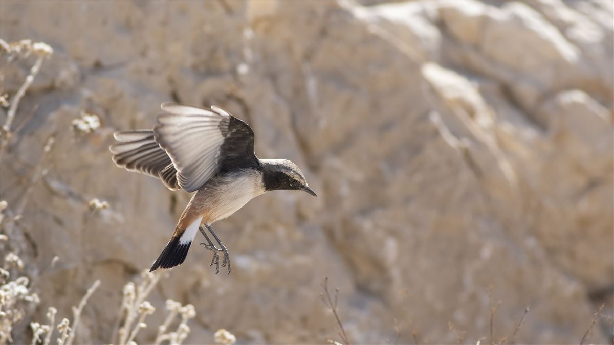 Red-tailed Wheatear