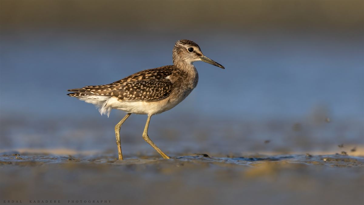 Wood Sandpiper