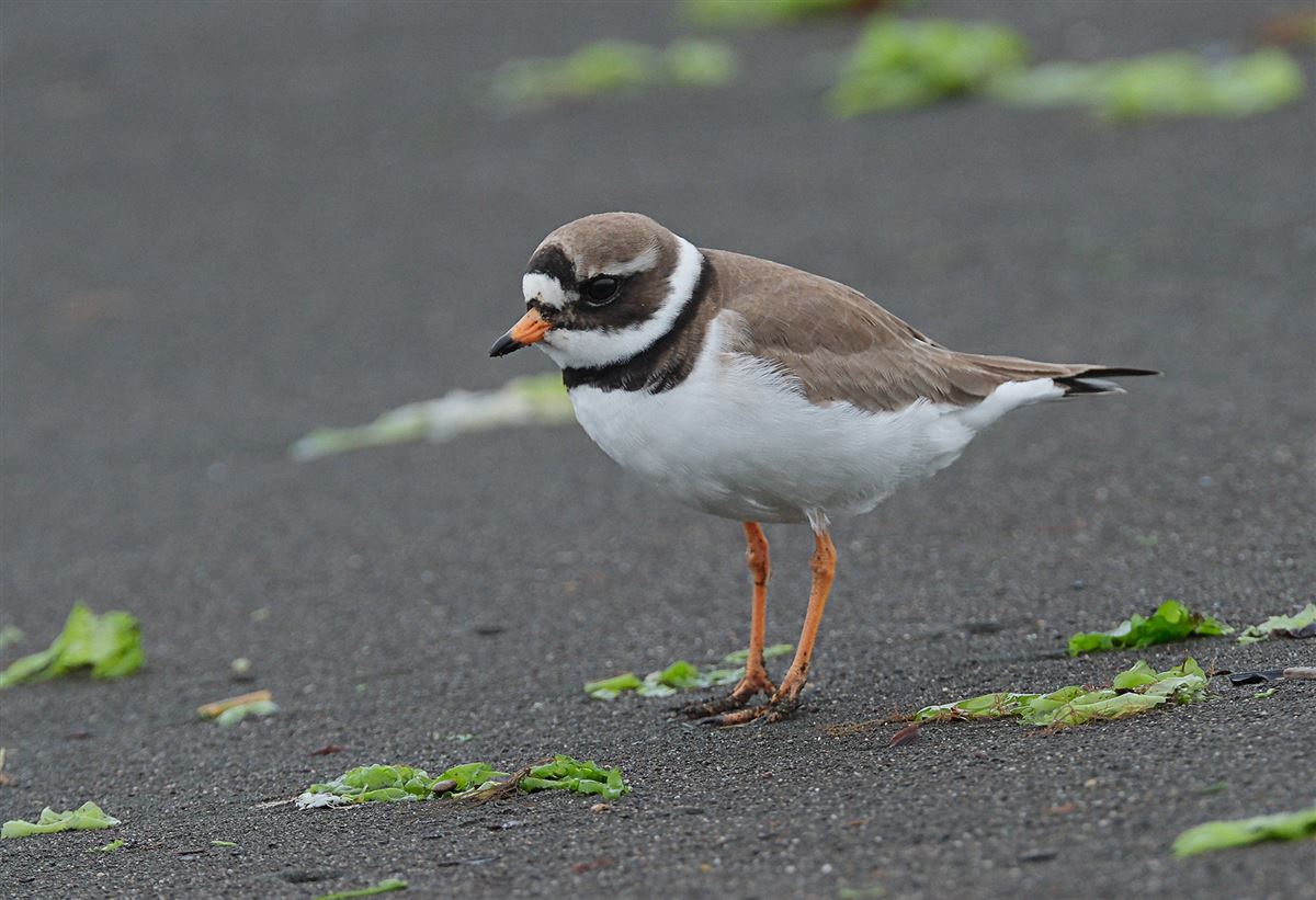 Common Ringed Plover