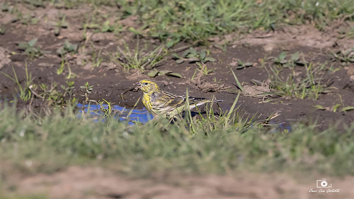 European Serin
