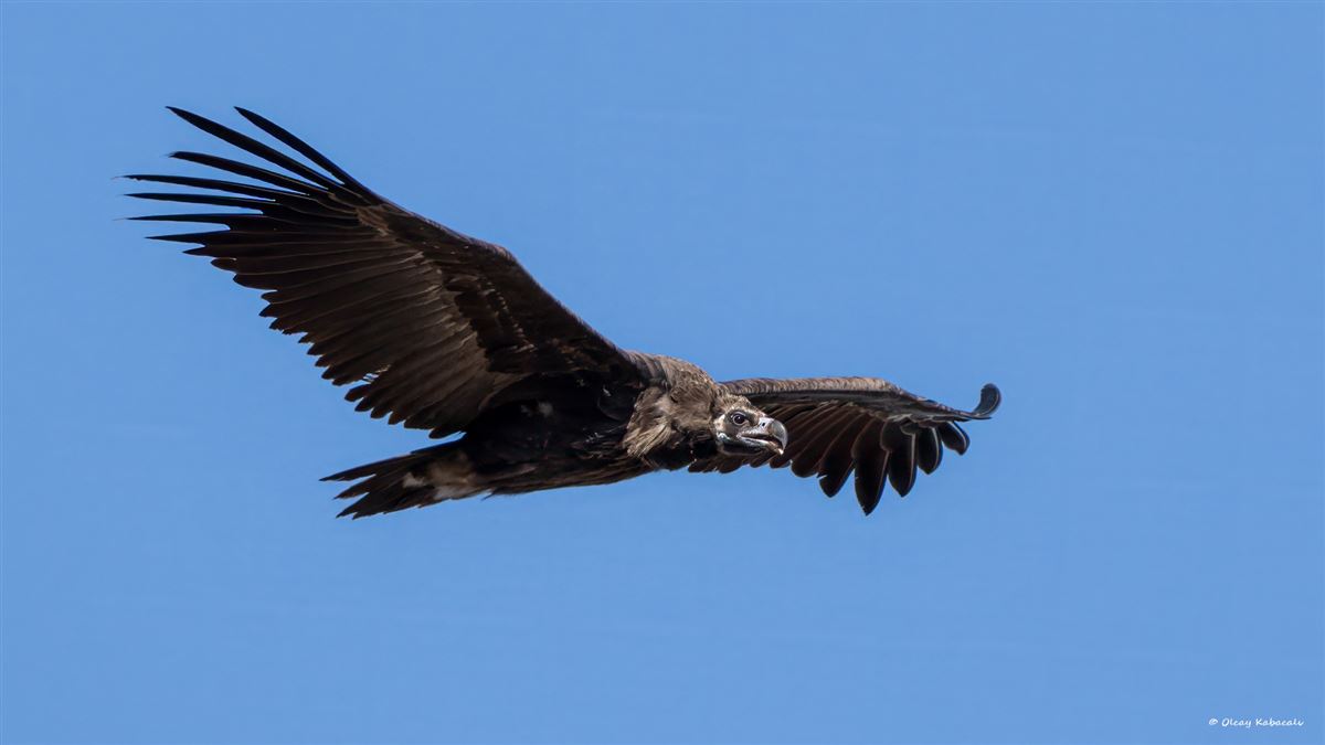 Cinereous Vulture