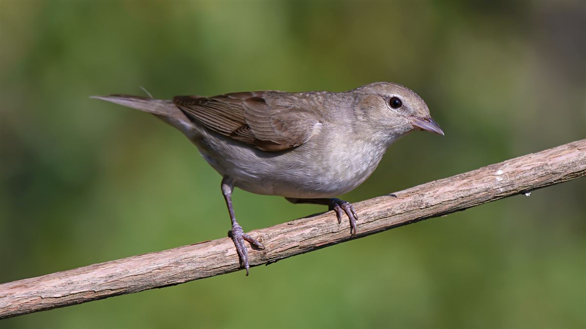 Garden Warbler