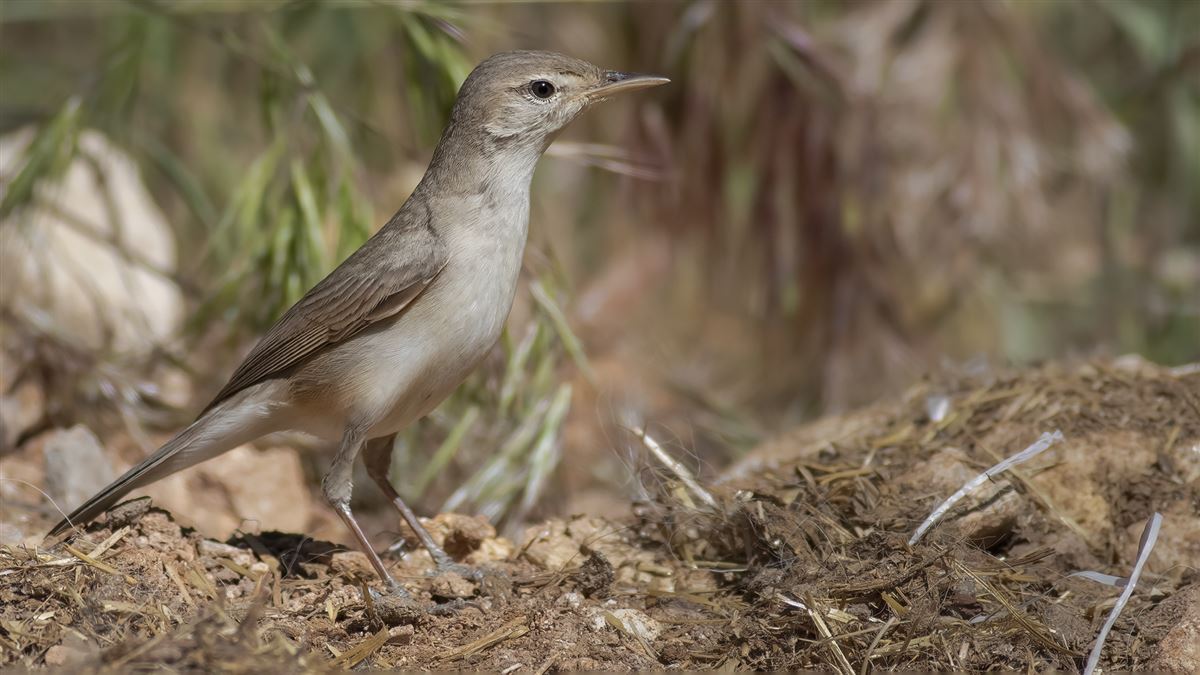 Upcher`s Warbler