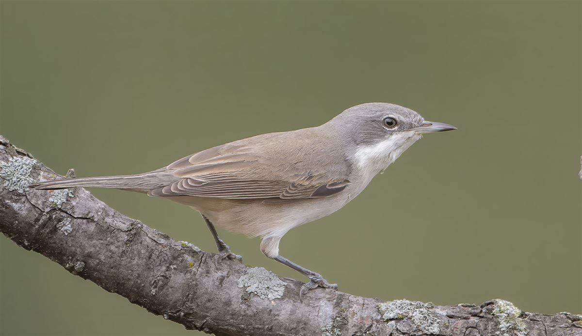 Lesser Whitethroat