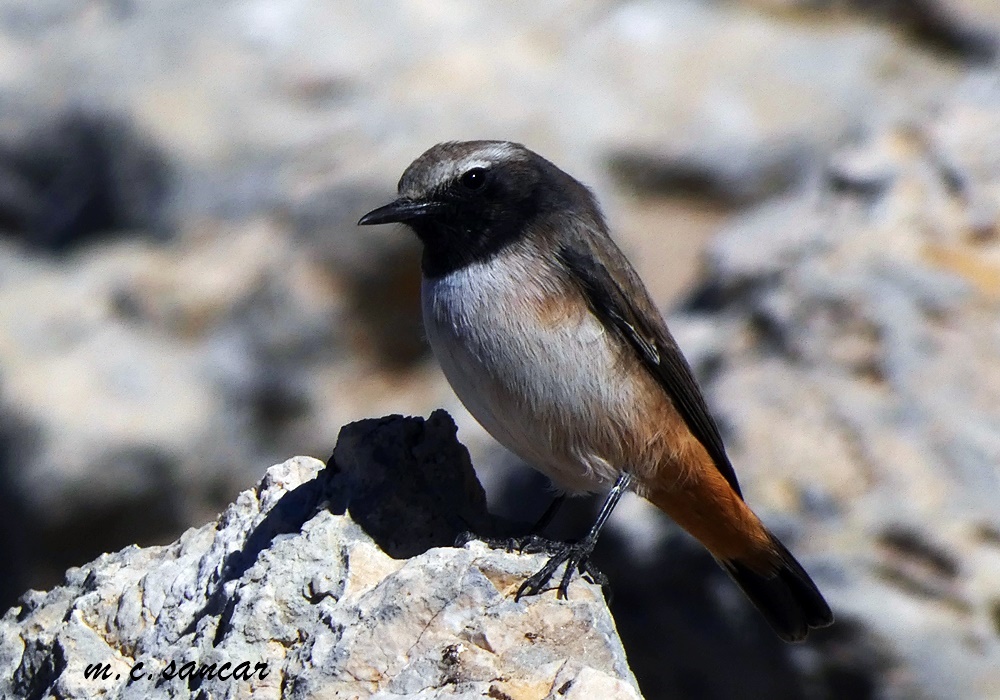 Red-tailed Wheatear