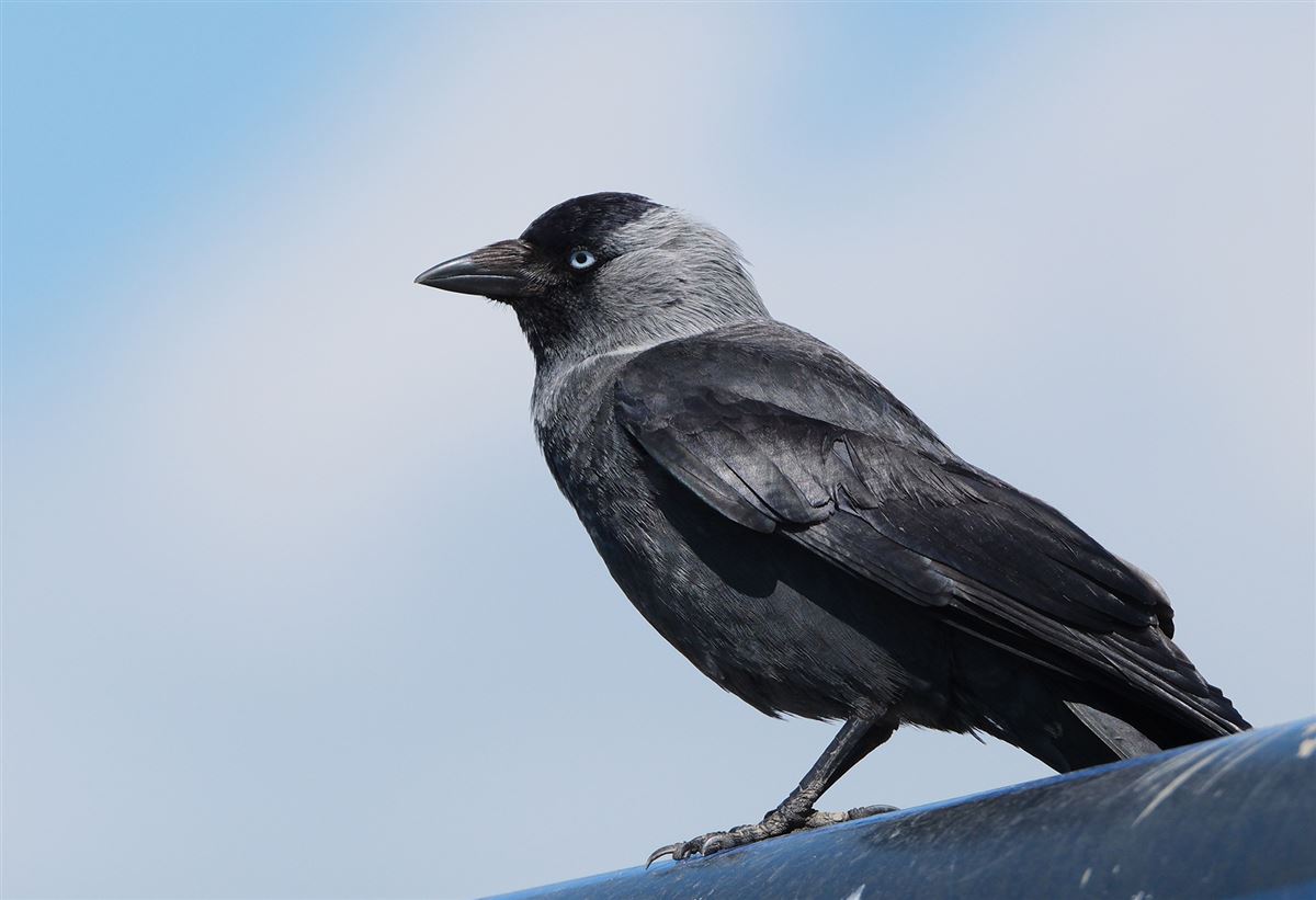 Western Jackdaw