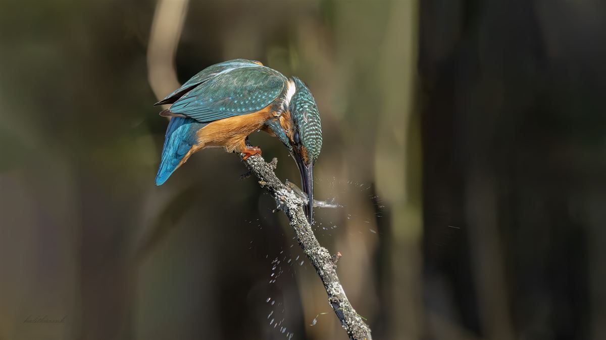 Common Kingfisher