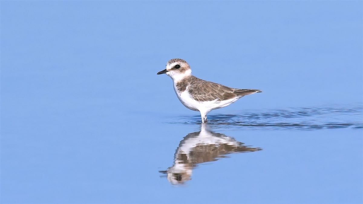 Kentish Plover